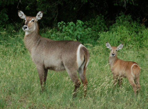 Waterbuck